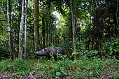 Sumatran rhinoceros (Dicerorhinus sumatrensis) in forest, Rehabilitation center.Way-Kambas. Sumatra.