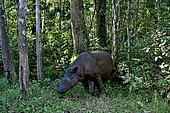 Sumatran rhinoceros (Dicerorhinus sumatrensis) in forest, Rehabilitation center.Way-Kambas. Sumatra.