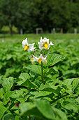 Organic potato plant flowers, Aveyron, France