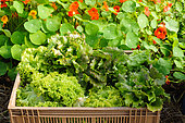 Harvest of salads grown in greenhouse and Capucine flowers, Organic market gardening, Averyon, France