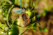 Canker on tomato plant, organic market gardening, Aveyron, France
