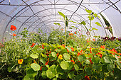 Associated cultivation under greenhouse, organic market gardening, Aveyron, France