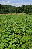 Organic potato field, Aveyron, France