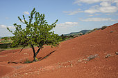 Almond tree in the Rougier de Camarès, Aveyron, France