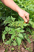 Manual treatment of Colorado beetle (Leptinotarsa decemlineata) on organic potato plant, Aveyron, France