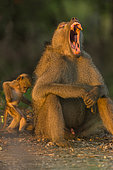 Chacma Baboon (Papio ursinus) yawning at sunrise and young scratching, Kruger; South Africa