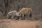 Spotted Hyaena (Crocuta crocuta), Kruger, South Africa