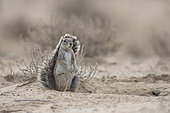 Cape Ground Squirrel (Xerus Inauris) sitting, Kgalagadi, South Africa