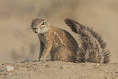 Cape Ground Squirrel (Xerus Inauris) curiosity, Kgalagadi, South Africa