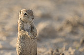 Cape Ground Squirrel (Xerus Inauris) standing, Kgalagadi, South Africa