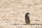 Cape Ground Squirrel (Xerus Inauris) back, Kgalagadi, South Africa