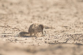 Cape Ground Squirrel (Xerus Inauris) and little sandy cloud, Kgalagadi, South Africa