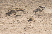 Cape Ground Squirrel (Xerus Inauris) pursuing, Kgalagadi, South Africa