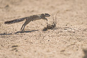Cape Ground Squirrel (Xerus Inauris) jumping, Kgalagadi, South Africa
