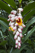 Shellplant (Alpinia zerumbet), Botanical Garden of Bom Sucesso, Monté café, Sao Tome and Principe Island
