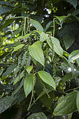 Pepper tree (Piper nigrum) in fruits, Sao Tome and Principe Island