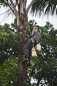 Man harvesting palm wine (Raphia farinifera), Santana, Sao Tome and Principe Island