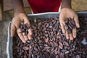 7 year old boy with good and bad cocoa beans after sorting, Santana, Sao Tome and Principe Island