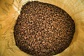 Bagging of cocoa beans for export to Europe, Drying and Bagging Center, CECAB, Organic Cocoa Production and Export Cooperative, Fair Trade, Guadalupel, Sao Tome and Principe Island