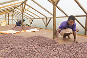 Dry cocoa bagging, Drying and bagging center, CECAB, Organic Cocoa Production and Export Cooperative, Fair Trade, Guadalupel, Island of Sao Tome and Principe