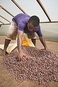 Dry cocoa bagging, Drying and bagging center, CECAB, Organic Cocoa Production and Export Cooperative, Fair Trade, Guadalupel, Island of Sao Tome and Principe