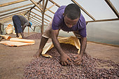 Dry cocoa bagging, Drying and bagging center, CECAB, Organic Cocoa Production and Export Cooperative, Fair Trade, Guadalupel, Island of Sao Tome and Principe