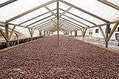 Drying of cocoa in solar dryer, Drying and bagging center, CECAB, Organic Cocoa Production and Export Cooperative, Fair Trade, Guadalupel, Sao Tome and Principe Island