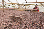Turning cocoa beans for homogeneous drying, Drying and Bagging Center, CECAB, Organic Cocoa Production and Export Cooperative, Fair Trade, Guadalupel, Sao Tome and Principe Island