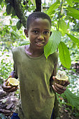 Boy showing a mature cocoa pod in a plantation, Bela Vista Village, Sao Tome and Principe Island