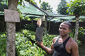CECAB nursery and Cacao amelonado plantation grafting site, Organic Cocoa Production and Export Cooperative, Fair Trade, Manha Sol, Sao Tome and Principe Island