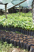 CECAB nursery and Cacao amelonado plantation grafting site, Organic Cocoa Production and Export Cooperative, Fair Trade, Manha Sol, Sao Tome and Principe Island