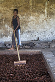 Boy showing cocoa beans in a dryer, Bela Vista Village, Sao Tome and Principe Island