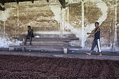 Boy in a cocoa beans dryer, Bela Vista Village, Sao Tome and Principe Island