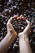 Boy holding cocoa beans in a dryer, Bela Vista Village, Sao Tome and Principe Island