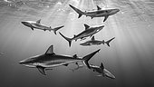 Requins de récif (Carcharhinus perezii), Jardines de la Reina, Cuba Highly commanded UPY 2016