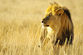 Lion (Panthera leo) Male in the Kalahari Desert, Kgalagadi, South Africa