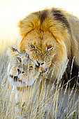African Lion (Panthera leo) pair mating, Kalahari desert, South Africa