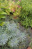 Fortune meadowsweet (Spiraea japonica) 'Gold Flame' in bloom, Cypress spurge (Euphorbia cyparissias), Mint shrub (Elsholtzia stauntonii)