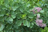 Smoketree (Cotinus coggygria) 'Young Lady' with dew
