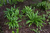 Private wild garden in the woods, Hart's Tongue Fern (Asplenium scolopendrium)