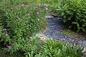 Private garden, Fortune meadowsweet (Spiraea japonica) 'Shirobana', Pineapple Lily (Eucomis autumnalis) leaves, slate path