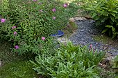 Private garden, Fortune meadowsweet (Spiraea japonica) 'Shirobana', Pineapple Lily (Eucomis autumnalis) leaves, slate path