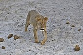 Lion (Panthera leo) Lioness walking on sand, Chobe, Botswana