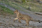 Lion (Panthera leo) lioness running, Chobe National Park. Botswana.