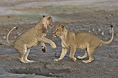 Lion (Panthera leo) Lioness playing after devouring prey, Chobe, Botswana.
