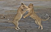 Lion (Panthera leo) Lioness playing after devouring prey, Chobe, Botswana.