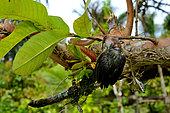 Siberut Black-headed cat snake (Boiga nigriceps brevicauda) eating a bird, Siberut