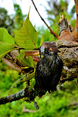Siberut Black-headed cat snake (Boiga nigriceps brevicauda) eating a bird, Siberut