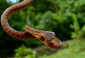 Portrait of Siberut Black-headed cat snake (Boiga nigriceps brevicauda) ssp endemic Siberut