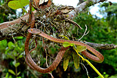Siberut Black-headed cat snake (Boiga nigriceps brevicauda) ssp endemic Siberut